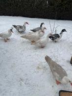 Mooie muskuseenden, Meerdere dieren, Eend