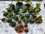 Bananenplantjes, Tuin en Terras, Planten | Tuinplanten, Vaste plant, Bloeit niet, Halfschaduw, Ophalen