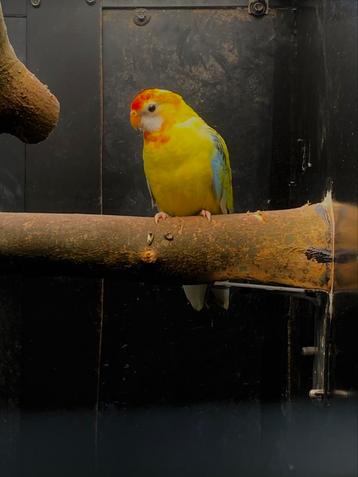Rosella pop 2025 witvleugel bont pastel beschikbaar voor biedingen