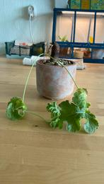 Pelargonium sp?, Ophalen of Verzenden, Overige soorten, Minder dan 100 cm
