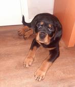 Rottweiler pup, 8 tot 15 weken, Teef, Eén hond, Rottweiler