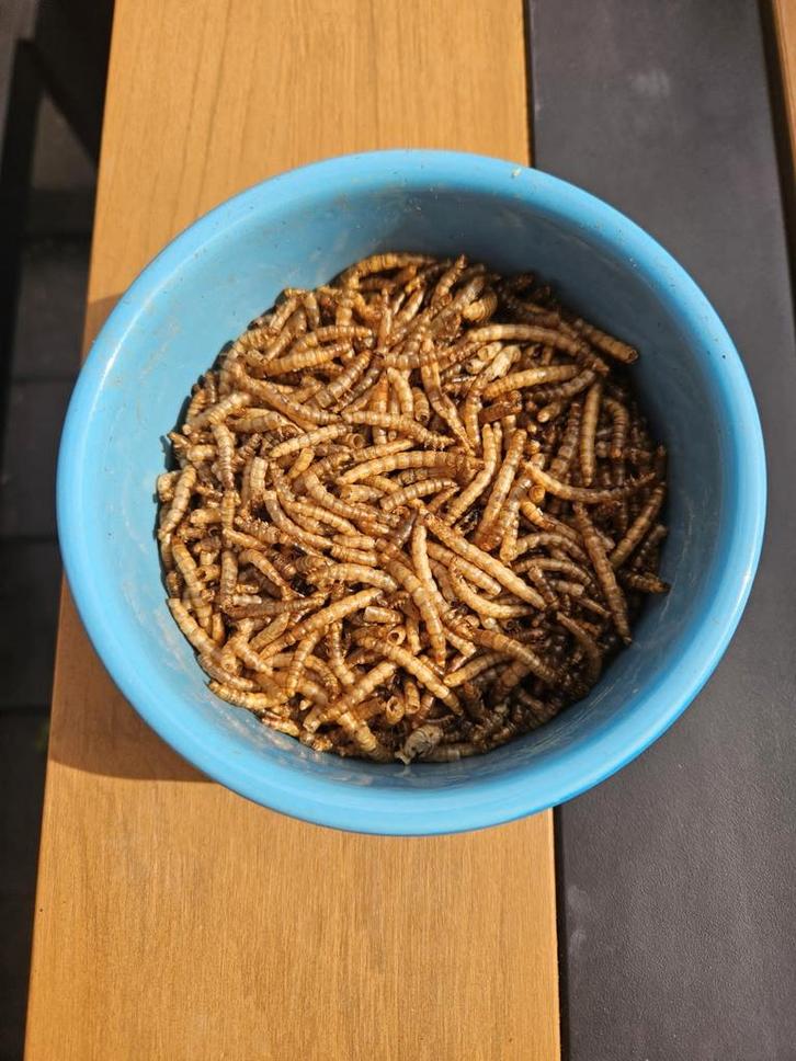 Meelwormen, Dieren en Toebehoren, Dierenvoeding, Ophalen of Verzenden