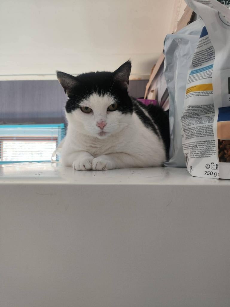 Goed tehuis gezocht, wegens omstandigheden, Dieren en Toebehoren, Poes, 6 jaar of ouder