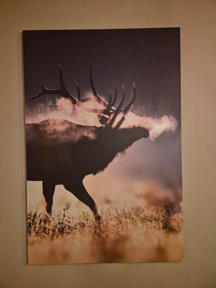 Kunst schilderij plaat hert 80x120cm, Antiek en Kunst, Kunst | Schilderijen | Modern, Ophalen