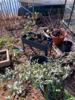 Diverse tuinplanten (vlinderstruik, laurierhaag, en meer, Ophalen, Vlinderstruik, Minder dan 100 cm