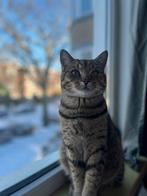 Vriendje gezocht voor onze kater!, Kater, Ontwormd