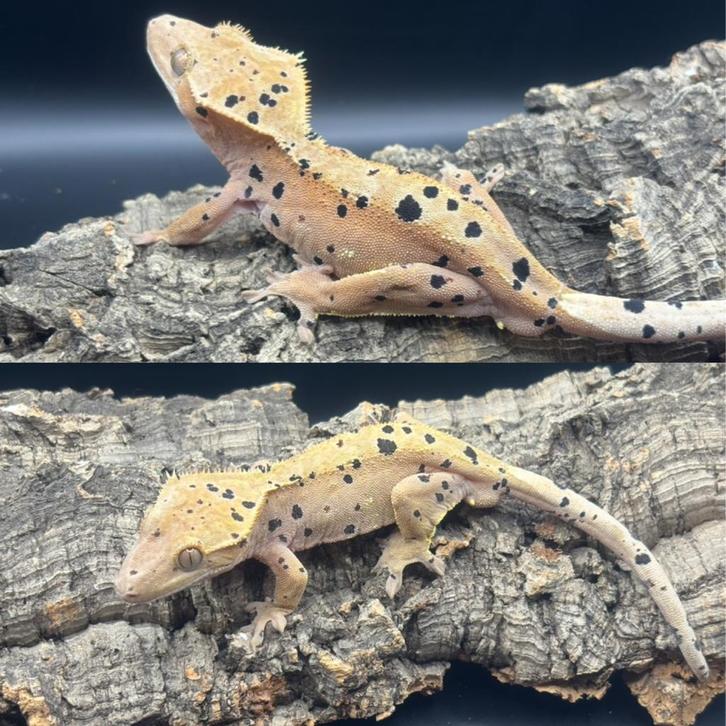 Correlophus ciliatus - Wimpergekko - Crested Gecko Crested Gecko - male for sale from Miranda