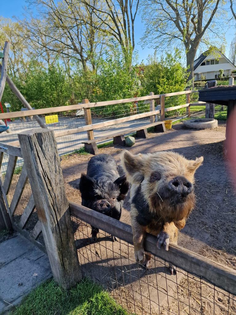 mini-varkens kune-kune varkens, Meerdere dieren, Varken, 3 tot 5 jaar