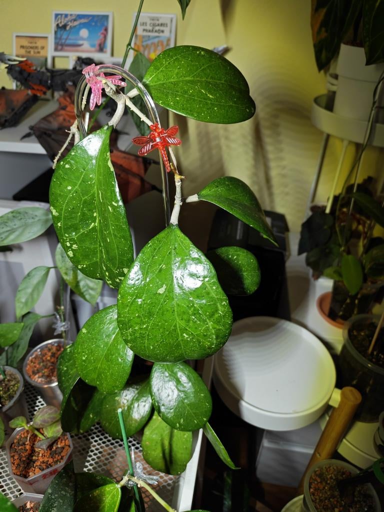 Hoya 'Michele', Huis en Inrichting, Kamerplanten, Ophalen of Verzenden, Halfschaduw, Minder dan 100 cm