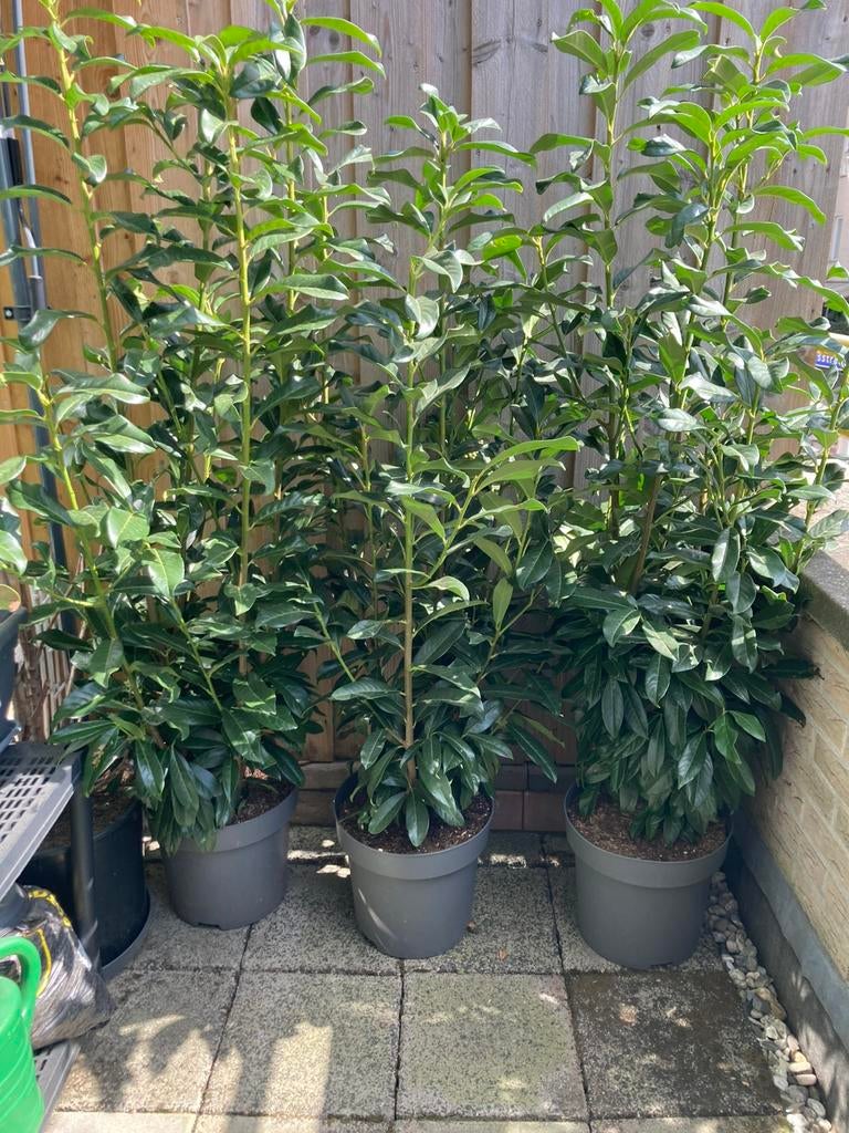 Laurierkers Prunus Laurier Laurocerasus 3 x in pot 160 cm H., Ophalen, Laurier, 100 tot 250 cm