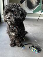 Halsband en/of riem XS hond, Dieren en Toebehoren, Verzenden, Nieuw, Hondenriem-accessoire