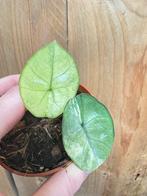 Alocasia platinum albo white wit mint variegata plant, Ophalen of Verzenden, Halfschaduw, Minder dan 100 cm