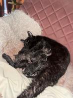 Kittens geboren op 25-3-26, Dieren en Toebehoren, Meerdere dieren, Kortharig, 0 tot 2 jaar