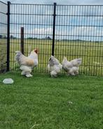 Brahma isabel eieren raszuiver! Kippen, Dieren en Toebehoren, Pluimvee, Vrouwelijk, Kip