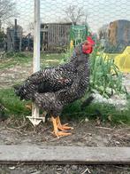 Jonge haan, Dieren en Toebehoren, Mannelijk, Kip