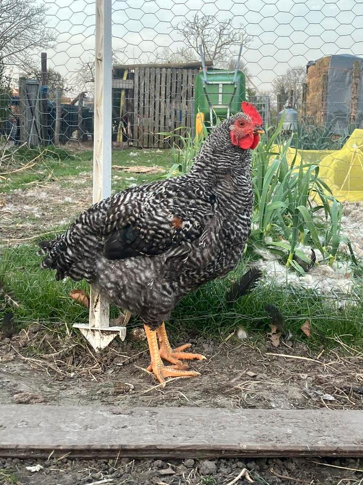 Jonge haan, Dieren en Toebehoren, Pluimvee, Kip, Mannelijk