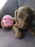 Labradoodle pups,in huis opgegroeid,met kids, mini/medium, 8 tot 15 weken, Meerdere, Nederland, Particulier