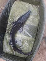 Steur baeri 95 cm vijvervissen steuren