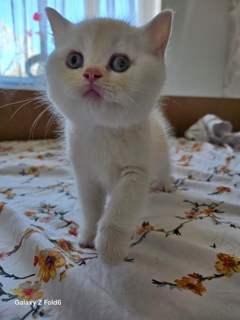 Britse korthaar kittens  LAATSTE 2 WITTE over