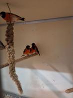 Kapoetsen sijs poppen en mannen koppels natuurbroed, Mannelijk, Geringd