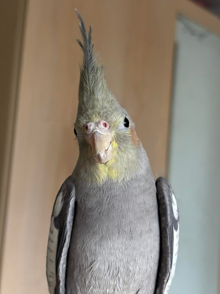 Gezocht valkparkiet vrouwtje, Vrouwelijk, Parkiet