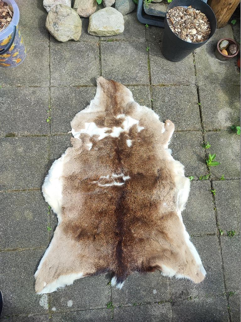 rendiervacht, Ophalen, Gebruikt