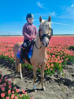 Super mooie palomino Welsh B pony., Dieren en Toebehoren, Merrie, B pony (1.17m tot 1.27m), Met stamboom, 3 tot 6 jaar