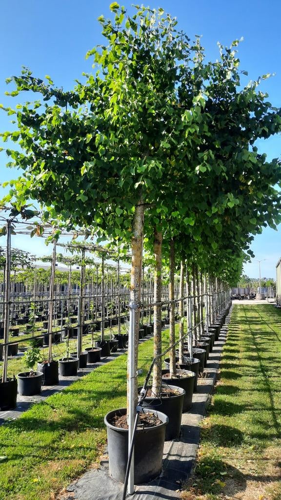 Tilia 'Pallida' ️🌿❗️voorgeleide Leilinde️🌿❗️, Tuin en Terras, Ophalen, Volle zon, Overige soorten