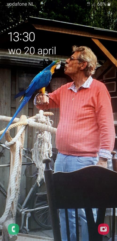 Mooie Tamme Blauw Gele Ara POP van 2021, Vrouwelijk, Papegaai, Pratend