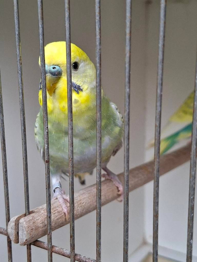 Parkiet Regenboog, Mannelijk, Parkiet