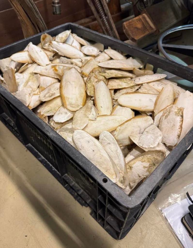 Sepia per kg €10 Meerdere kilo’s op voorraad, Tuin en Terras, Haardhout, Minder dan 3 m³, Ophalen of Verzenden