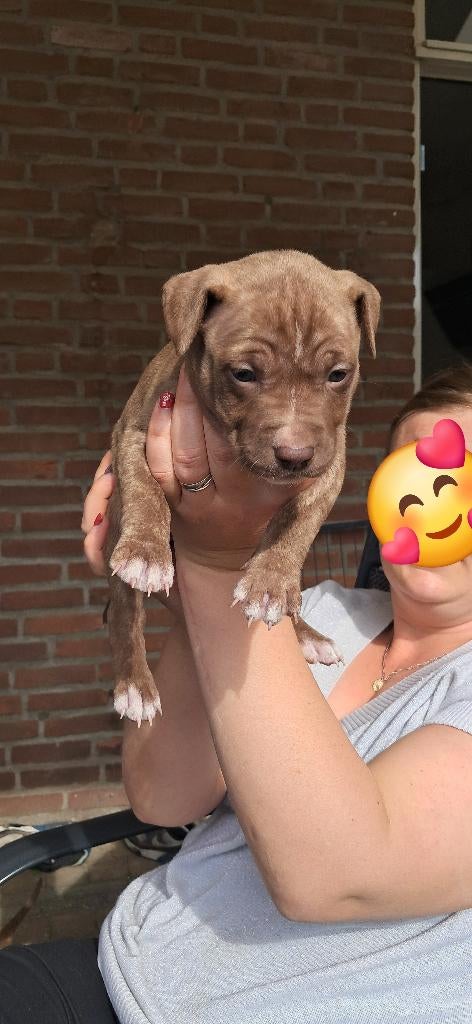 Nog 1 american pitbull terrier teefje beschikbaar, 8 tot 15 weken, Bulldog, Meerdere, Meerdere dieren