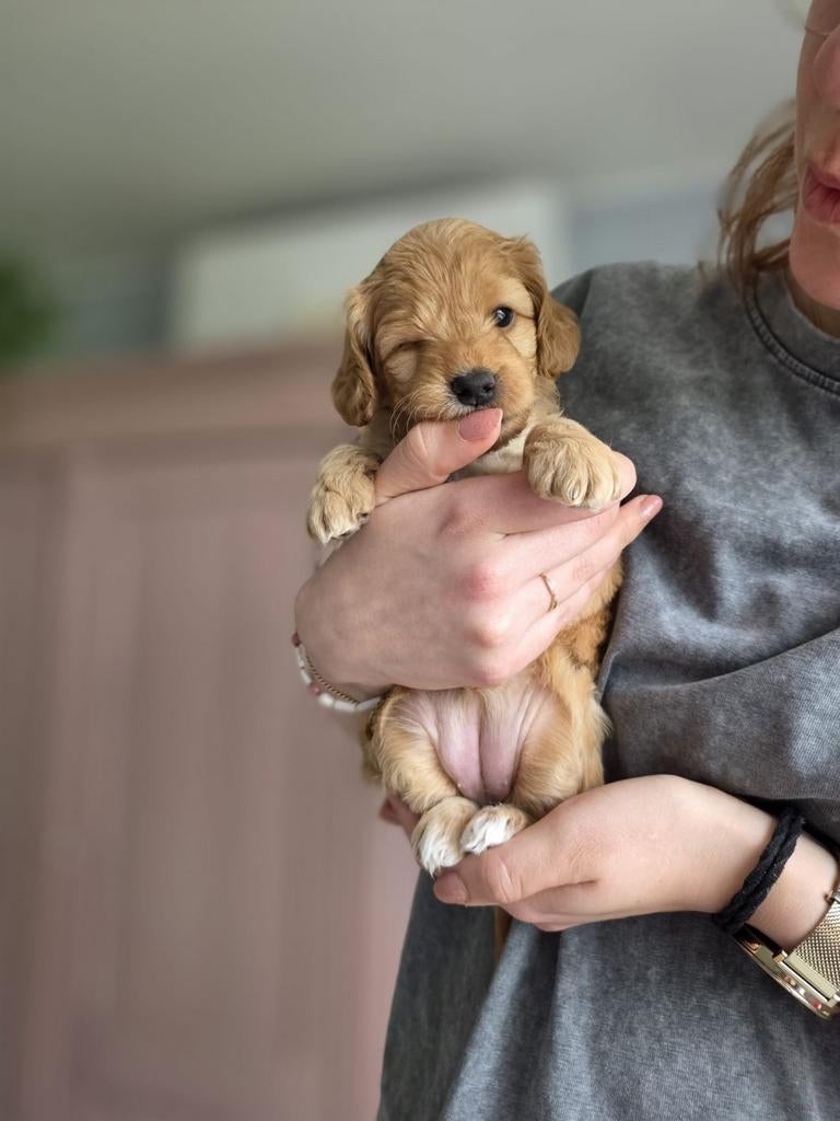 Mini Australian labradoodle / Mini labradoodle pups, Overige rassen, 8 tot 15 weken, Parvo, Meerdere