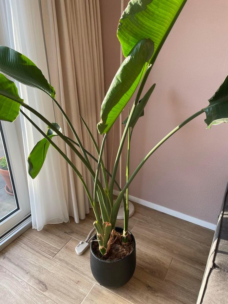 Grote Strelitzia Nicolai (Paradijsvogelplant) in pot, Huis en Inrichting, Kamerplanten, Ophalen, Overige soorten, Halfschaduw