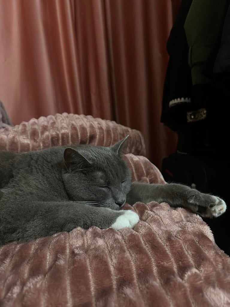 Brits korthaar kat, Dieren en Toebehoren, Katten en Kittens | Overige Katten, Kater, Kortharig, 0 tot 2 jaar