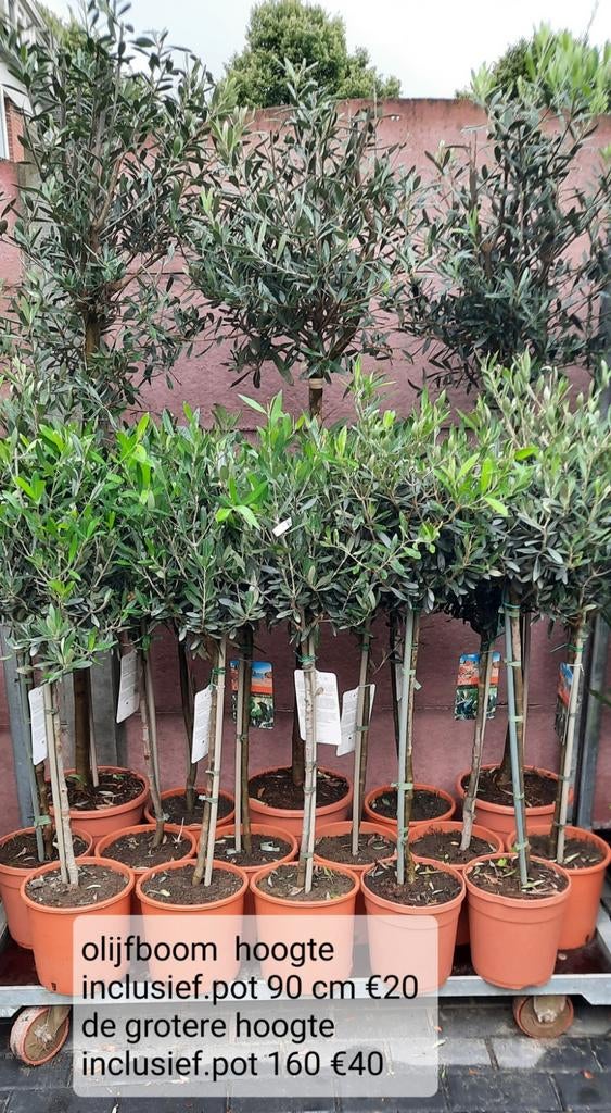 Olijfbomen olea op stam., Tuin en Terras, 100 tot 250 cm, Zomer, Palmboom, Ophalen