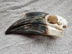 neushoorvogel schedel, Ophalen of Verzenden, Gebruikt, Vogel, Schedel