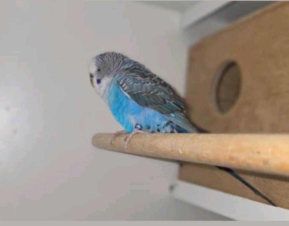 Blackwing split Blackface  man, Dieren en Toebehoren, Mannelijk, Parkiet, Geringd