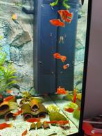 Rode platys, Vis, Zoetwatervis, Schoolvis