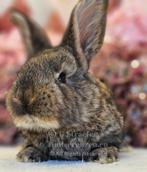 Duitse reuzen XXL lijn, Meerdere dieren, Groot, 0 tot 2 jaar