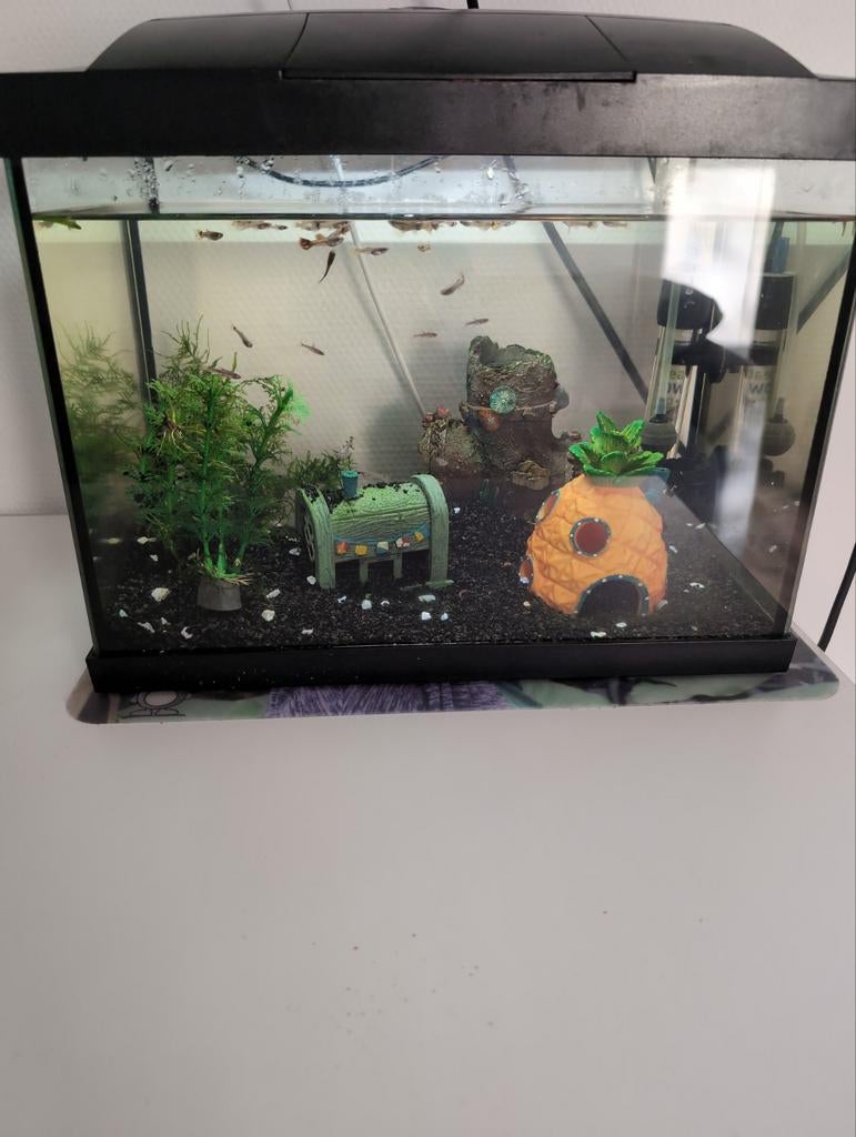 Jonge guppies te koop!, Vis