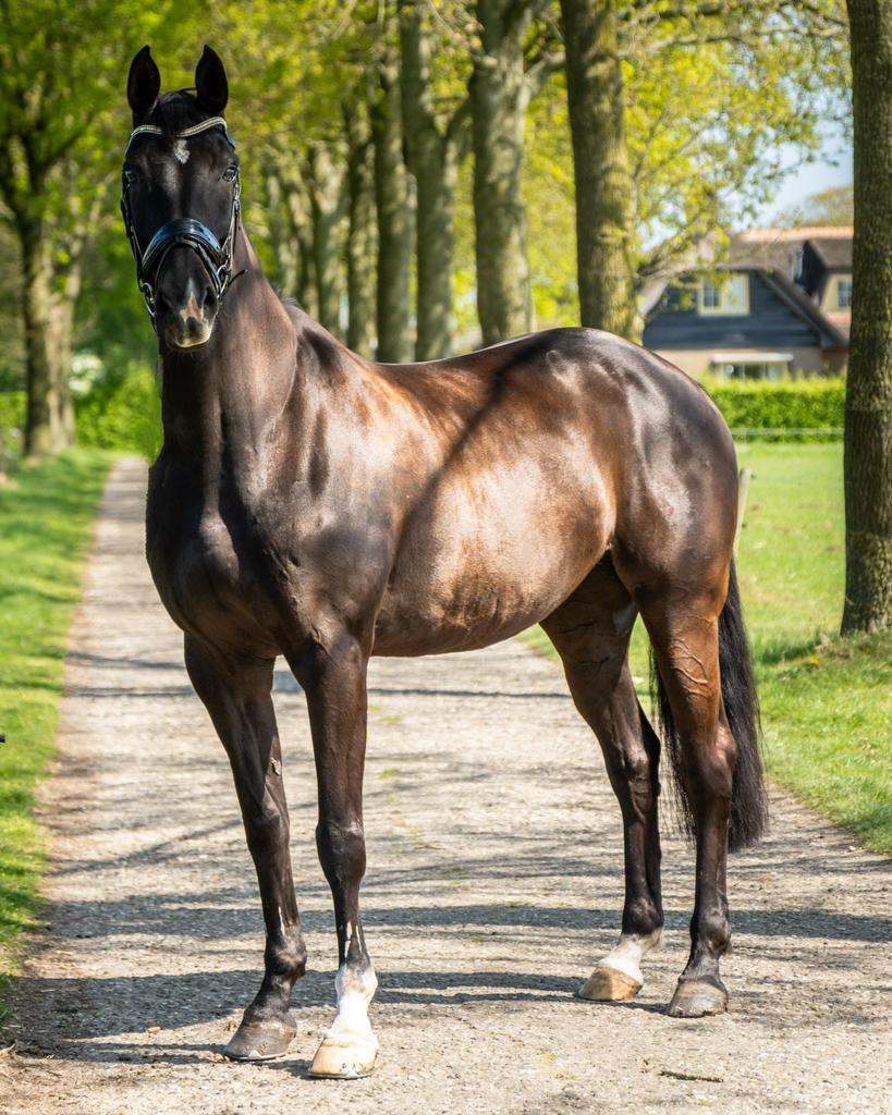 Calido I merrie met kwaliteit en sportverleden, Dieren en Toebehoren, Paarden, Merrie, Met stamboom, 170 tot 175 cm, L