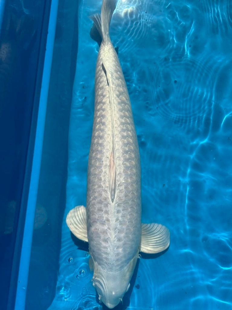 Platinum ogon, 70 cm, Dieren en Toebehoren, Vissen | Vijvervissen, Karper of Koi