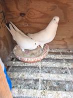 Prachtige koppel spelen goed, Dieren en Toebehoren