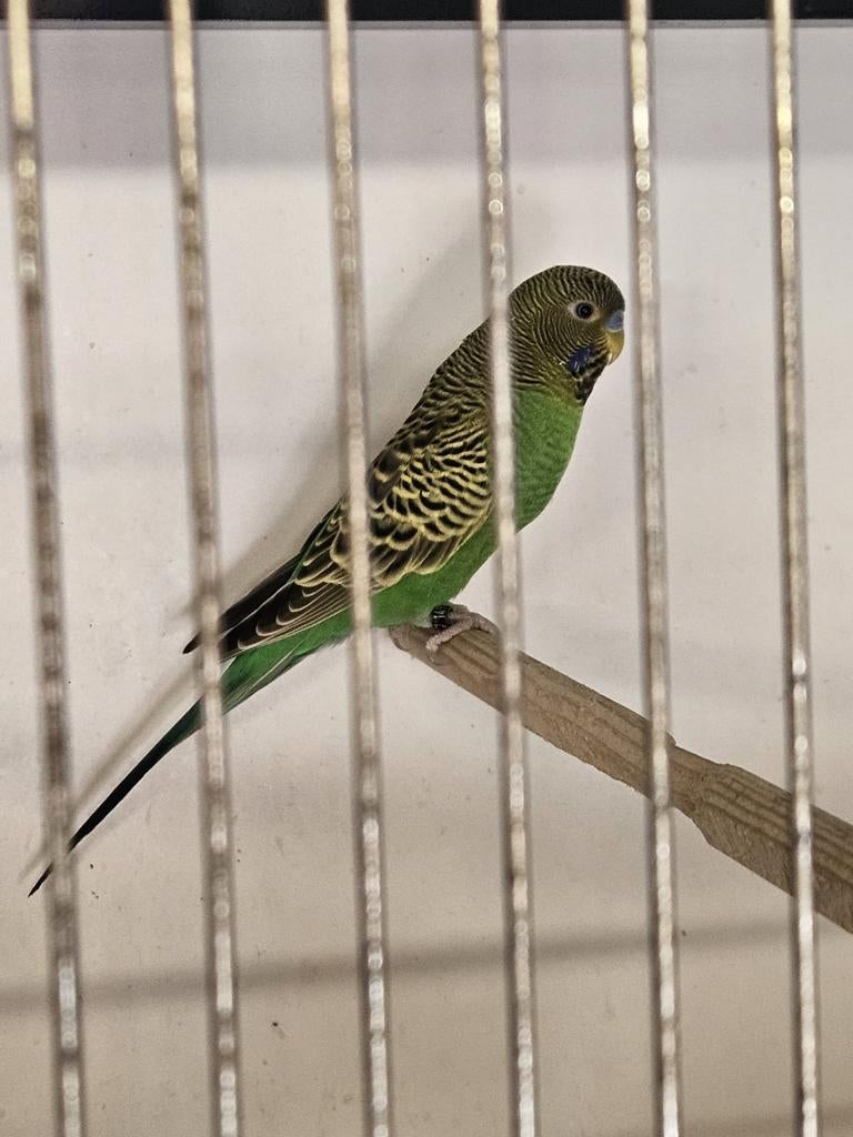 Grasparkieten bf, Dieren en Toebehoren, Meerdere dieren, Parkiet, Geringd