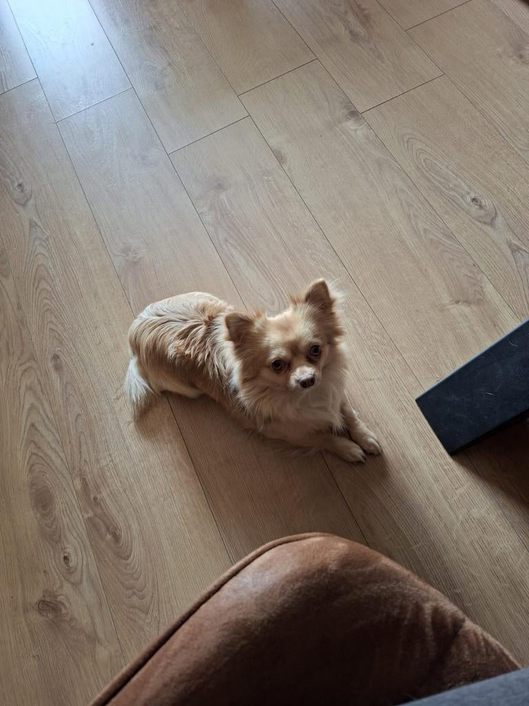 Chihuahua reutje van 3 jaar, Dieren en Toebehoren, Honden | Chihuahua's en Gezelschapshonden, Reu, Parvo, Eén hond, Chihuahua