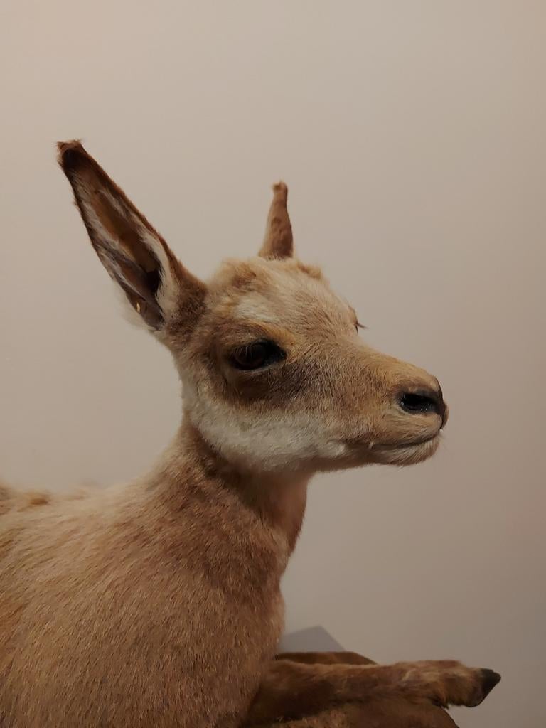 Opgezette jonge gems taxidermy opgezet hert schedel gewei, Ophalen, Wild dier, Opgezet dier