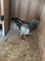 Te koop kweekduiven, Mannelijk, Postduif