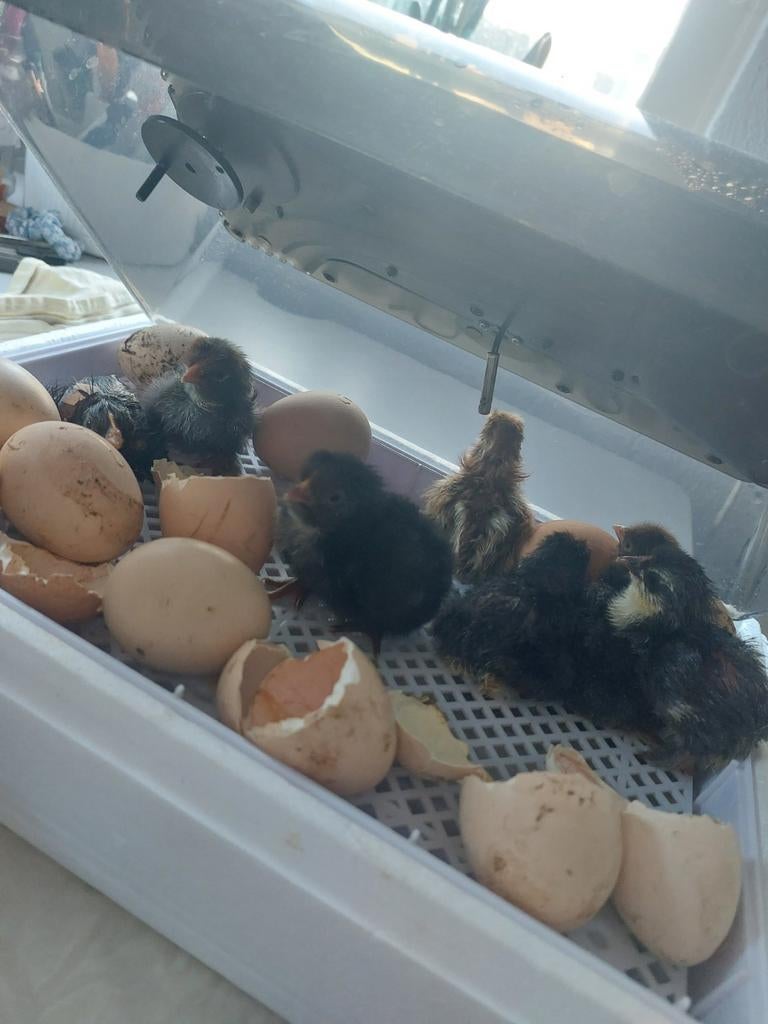 kuikens, komen vandaag en morgen uit het ei, Kip