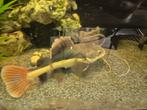 Redtail catfish ( roodstaart meerval), Vis